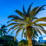 Lexington Estates Boca Raton Palm Trees